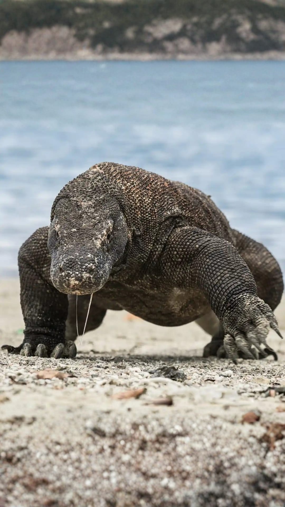 National park of komodo Komodo dragon